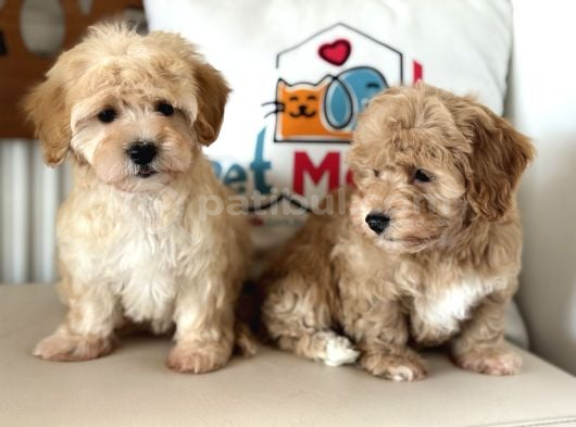 Maltipoo Yavrularımız görsel