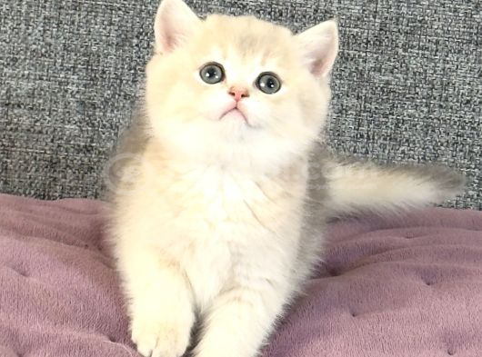 Safkan British Golden Yavrular görsel