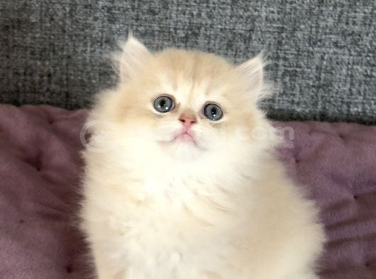 Safkan British Golden Yavrular görsel