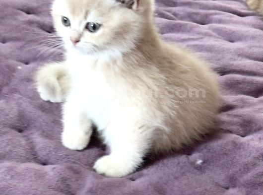 Safkan British Golden Yavrular görsel