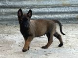 A Kalite Belçika Malinois Yavrular
