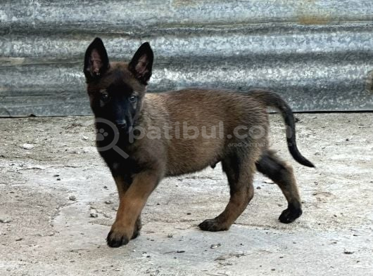 A Kalite Belçika Malinois Yavrular görsel
