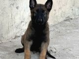 A Kalite Belçika Malinois Yavrular