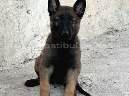 A Kalite Belçika Malinois Yavrular görsel