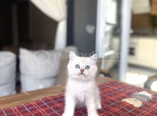 Güzeller Güzeli̇ British Shorthai̇r Silver Yavrularimiz görsel