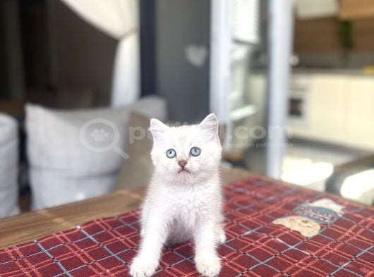 Güzeller Güzeli̇ British Shorthai̇r Silver Yavrularimiz görsel