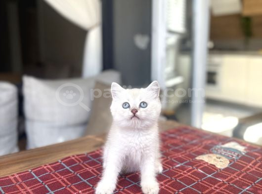 Güzeller Güzeli̇ British Shorthai̇r Silver Yavrularimiz görsel