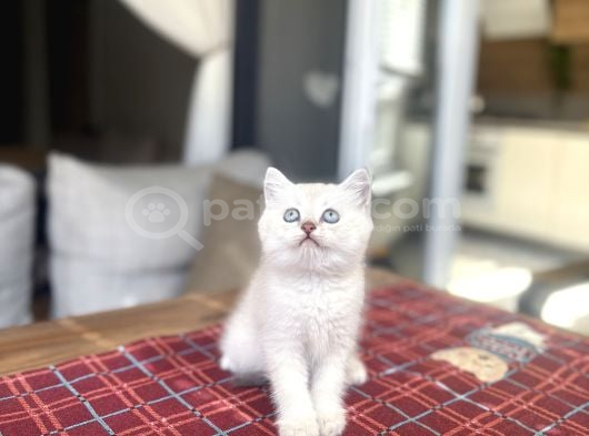 Güzeller Güzeli̇ British Shorthai̇r Silver Yavrularimiz görsel