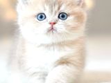 Nadir Bulunan Rengiyle  Golden British Shorthair
