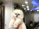 Emsalsi̇z Güzelli̇kte Scottish Fold Longhai̇r Yavrularimiz