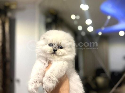Emsalsi̇z Güzelli̇kte Scottish Fold Longhai̇r Yavrularimiz görsel