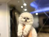Emsalsi̇z Güzelli̇kte Scottish Fold Longhai̇r Yavrularimiz