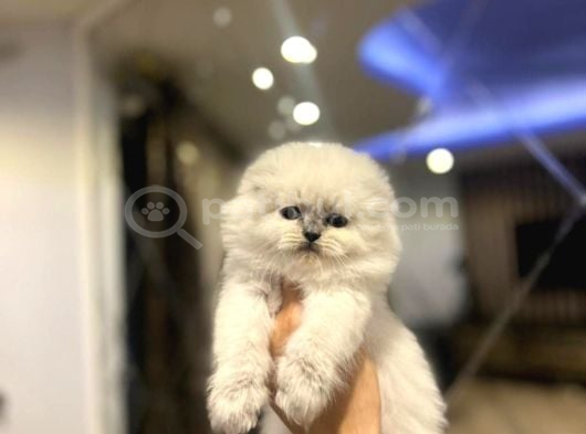 EMSALSİZ GÜZELLİKTE SCOTTISH FOLD LONGHAİR YAVRULARIMIZ