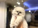 Emsalsi̇z Güzelli̇kte Scottish Fold Longhai̇r Yavrularimiz