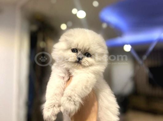Emsalsi̇z Güzelli̇kte Scottish Fold Longhai̇r Yavrularimiz görsel