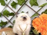 Di̇şi̇ Pofuduk Bluepoi̇nt Güzel Bebek