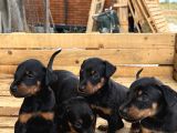 A Kali̇te  Doberman Yavrulari