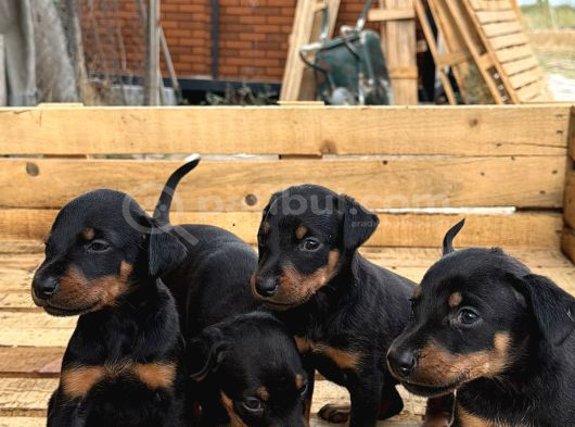 A Kali̇te  Doberman Yavrulari görsel