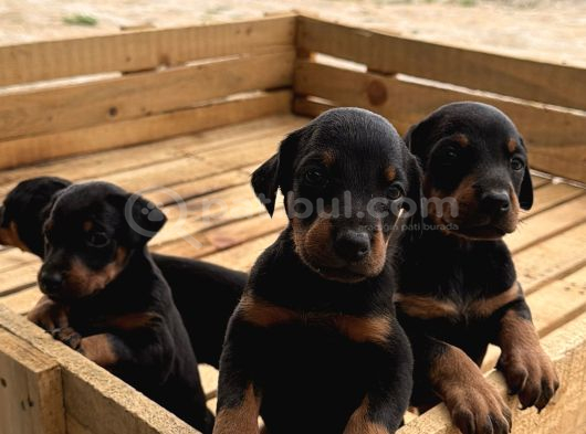 A KALİTE  DOBERMAN YAVRULARI