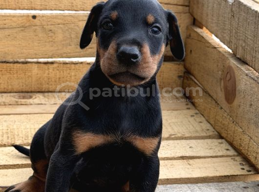 A Kali̇te  Doberman Yavrulari görsel