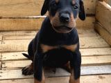 A Kali̇te  Doberman Yavrulari