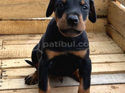 A Kali̇te  Doberman Yavrulari görsel