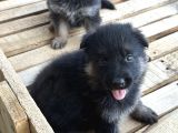 Safkan Alman Kurdu Yavrularımız Yeni Yuvalarını Bekliyor