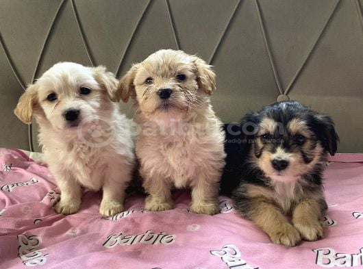 Maltese Terrier Yavrularım En Dip Fiyattan Sahiplendirilecek görsel