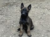 A Kalite Belçika Malinois Yavrular