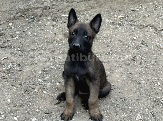 A Kalite Belçika Malinois Yavrular görsel