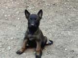 A Kalite Belçika Malinois Yavrular