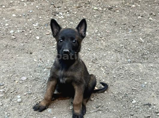 A Kalite Belçika Malinois Yavrular görsel