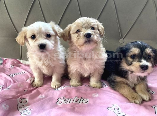 Maltese Terrier Yavrularım En Dip Fiyattan Sahiplendirilecek görsel