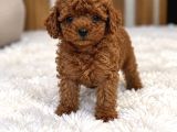 Güvenilir Toy Poodle Yetiştiriciliği