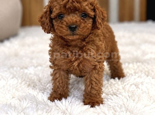 Güvenilir Toy Poodle Yetiştiriciliği