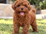 Ruhsatlı Çiftlikten Safkan Toy Poodle
