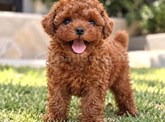 Ruhsatlı Çiftlikten Safkan Toy Poodle
