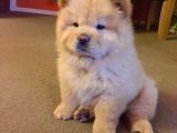 En Sevi̇mli̇ Chow Chow Yavrularimiz