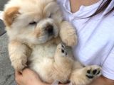En Sevi̇mli̇ Chow Chow Yavrularimiz
