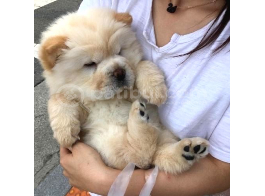 En Sevi̇mli̇ Chow Chow Yavrularimiz görsel