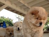 En Sevi̇mli̇ Chow Chow Yavrularimiz