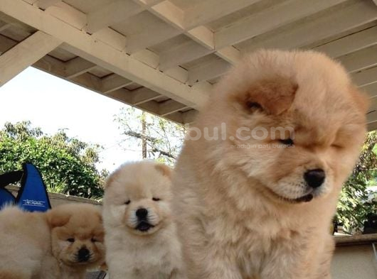 EN SEVİMLİ cHOW CHOW YAVRULARIMIZ