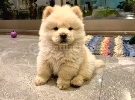 En Sevi̇mli̇ Chow Chow Yavrularimiz görsel