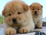 En Sevi̇mli̇ Chow Chow Yavrularimiz