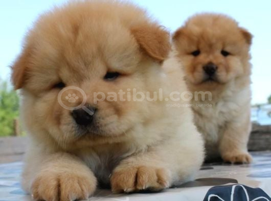En Sevi̇mli̇ Chow Chow Yavrularimiz görsel