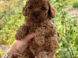 Toy Poodle Marul Gibi Yavrular Hazır