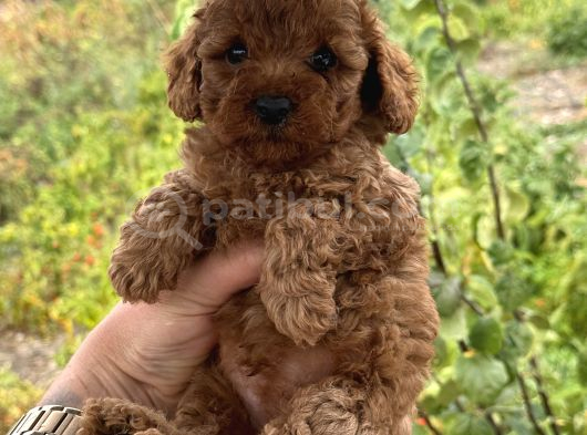 Toy Poodle Marul Gibi Yavrular Hazır