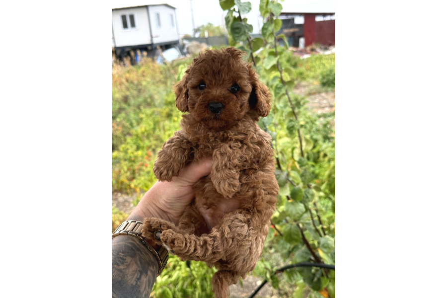 Toy Poodle Marul Gibi Yavrular Hazır