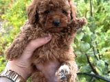 Toy Poodle Marul Gibi Yavrular Hazır