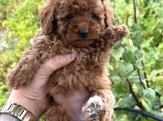 Toy Poodle Marul Gibi Yavrular Hazır görsel